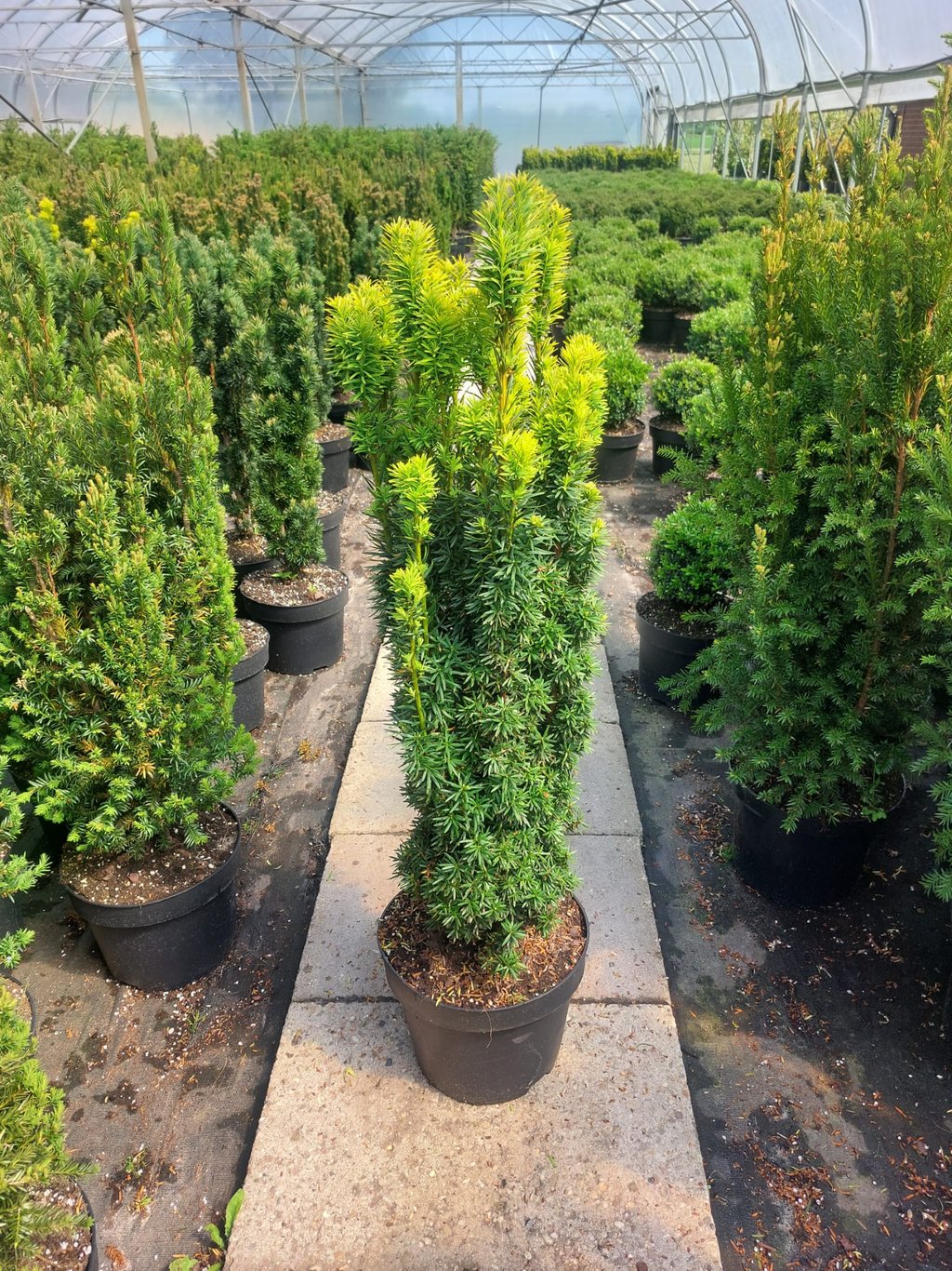 Taxus b. 'David' - C10 70-80 CM